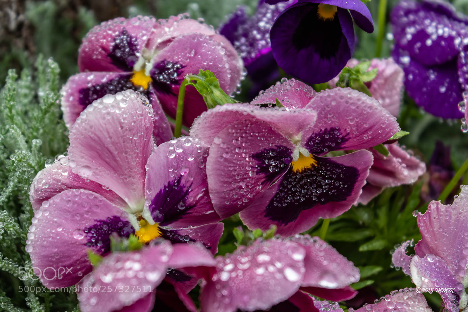 Canon EOS 77D (EOS 9000D / EOS 770D) sample photo. Argyle flowers photography