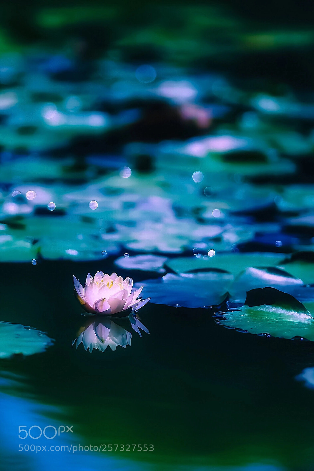 Sony a7S II sample photo. Water liliy photography