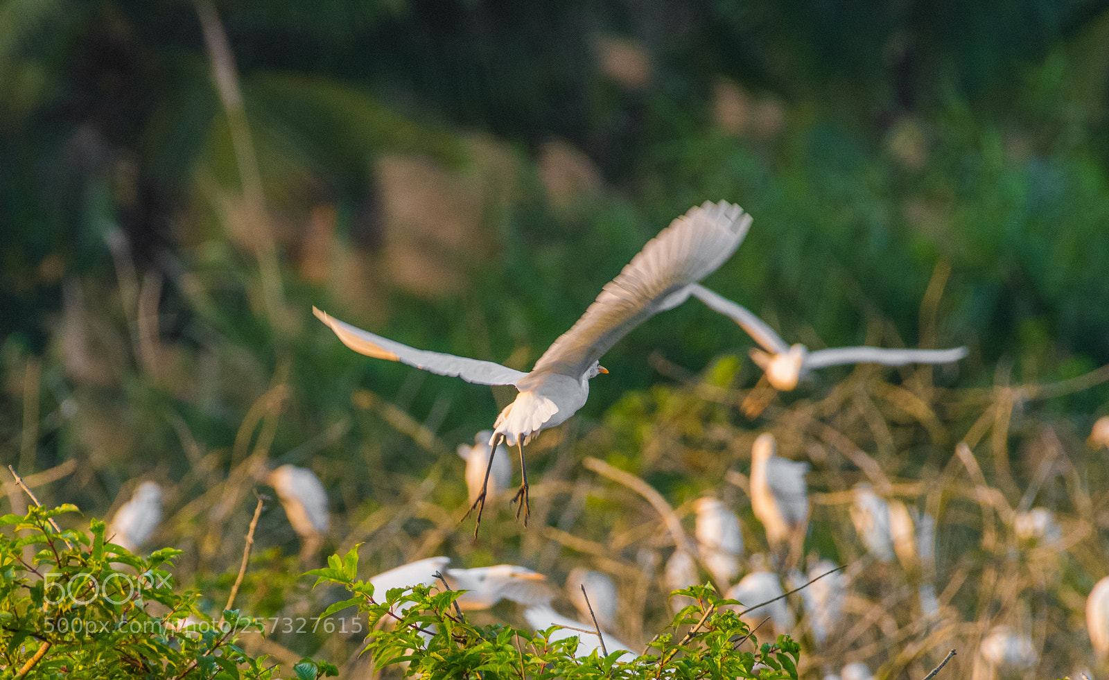 Nikon D810 sample photo. 白鹭 photography