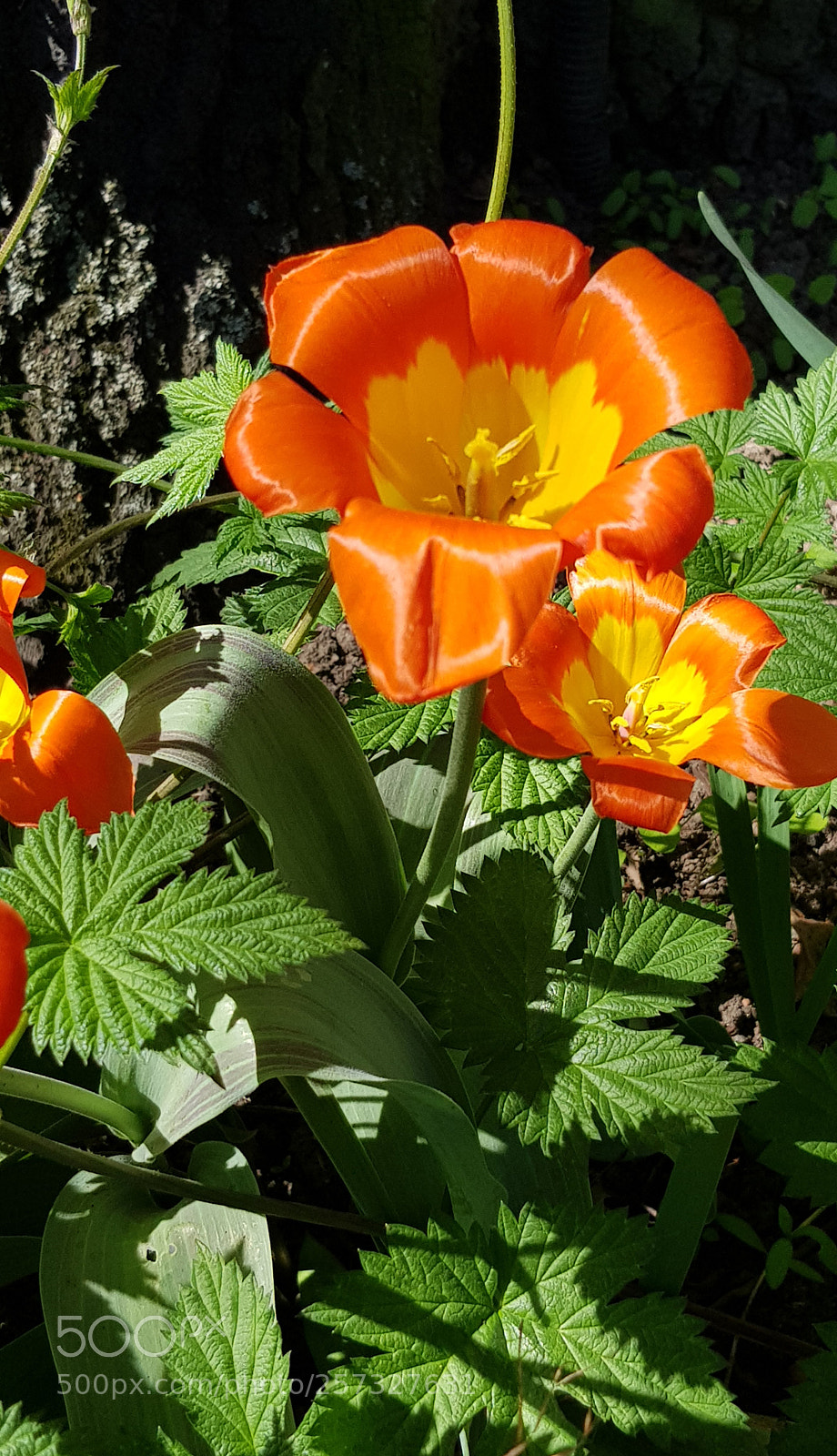 Samsung Galaxy S8 sample photo. Tulips in the grass. photography