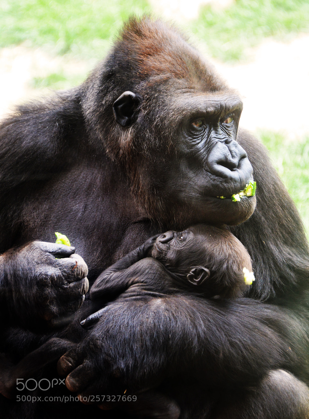 Nikon D800 sample photo. Cross river gorilla photography