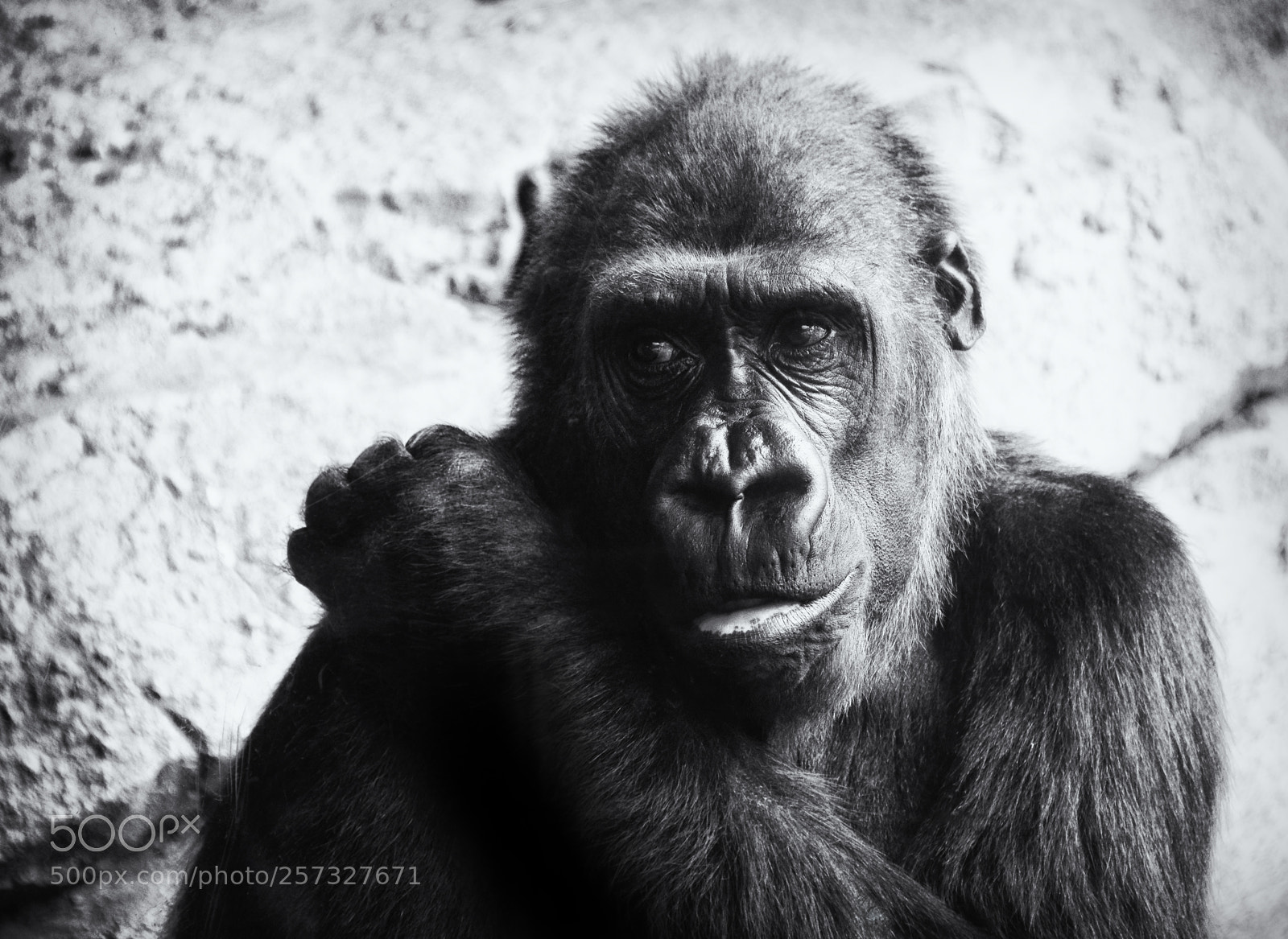 Nikon D800 sample photo. Gorilla photography
