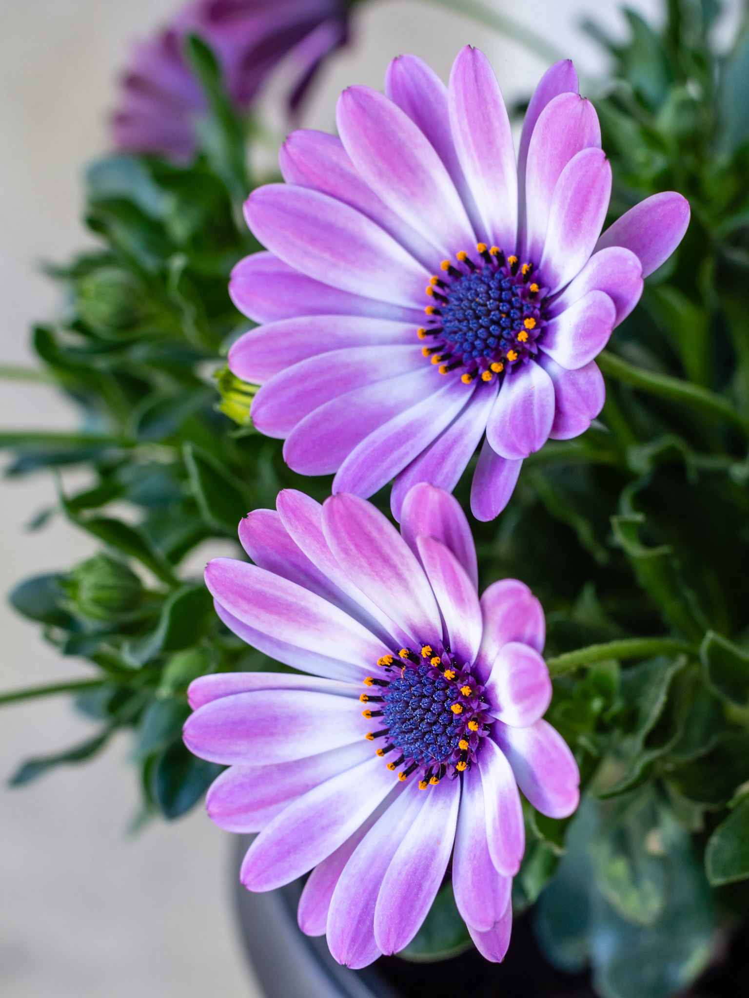 Olympus PEN E-PL5 sample photo. Balcony flowers photography