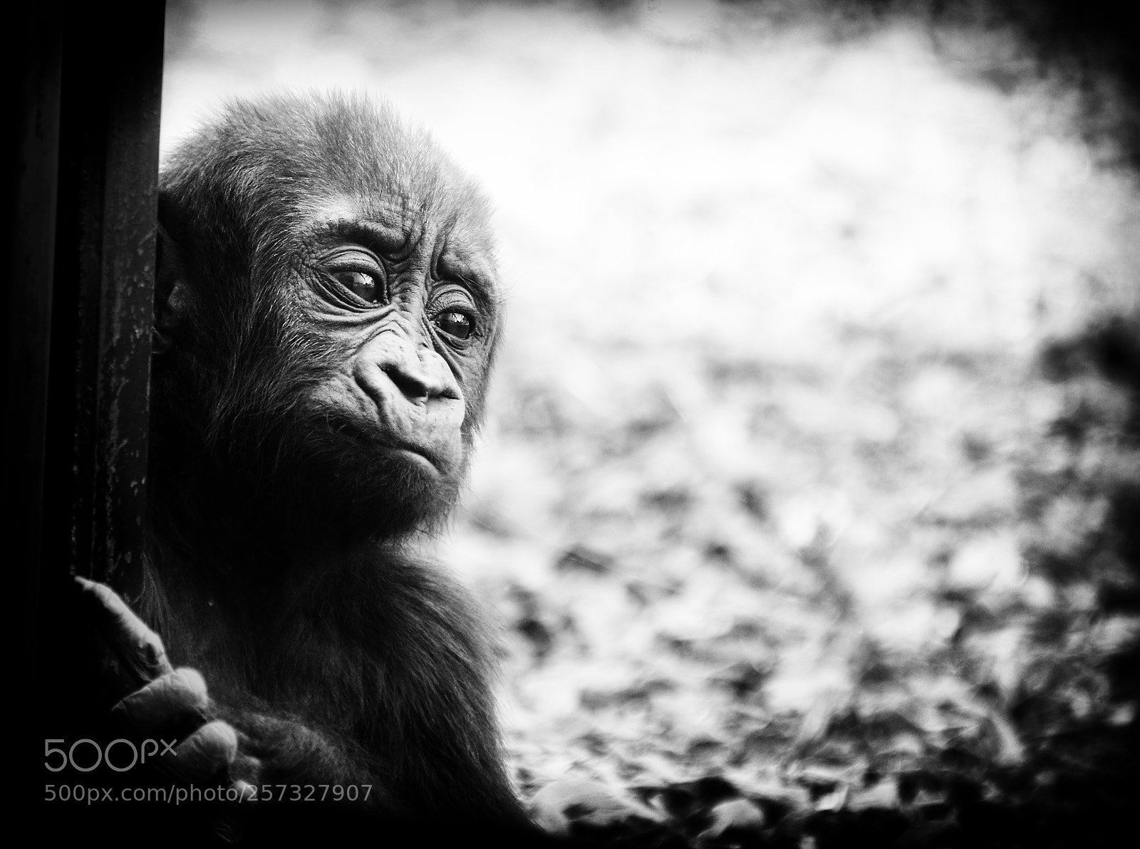 Nikon D800 sample photo. Baby gorilla photography