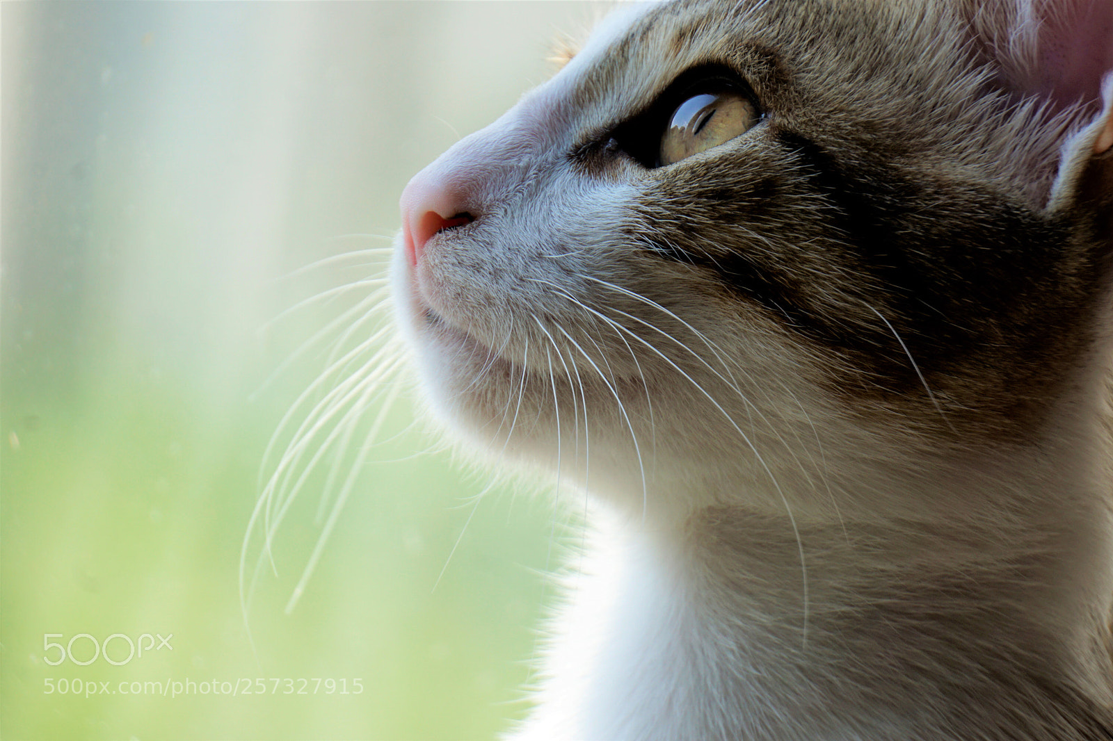 Sony a6000 sample photo. Sharlo photography