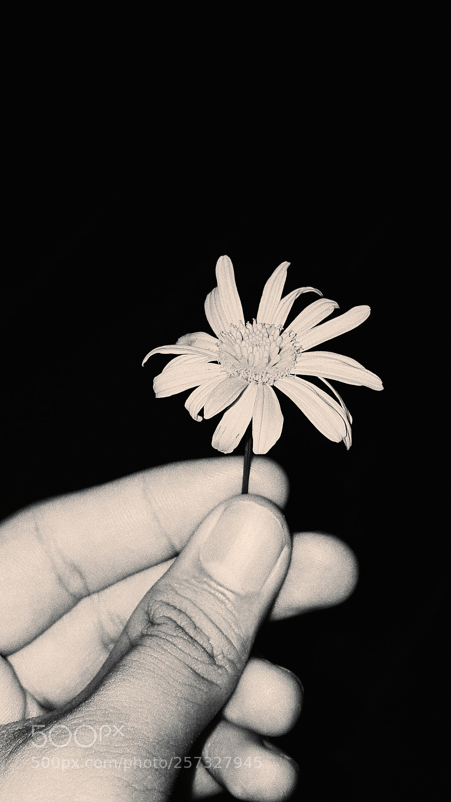 Samsung GALAXY S6 edge sample photo. A daisy, for you photography