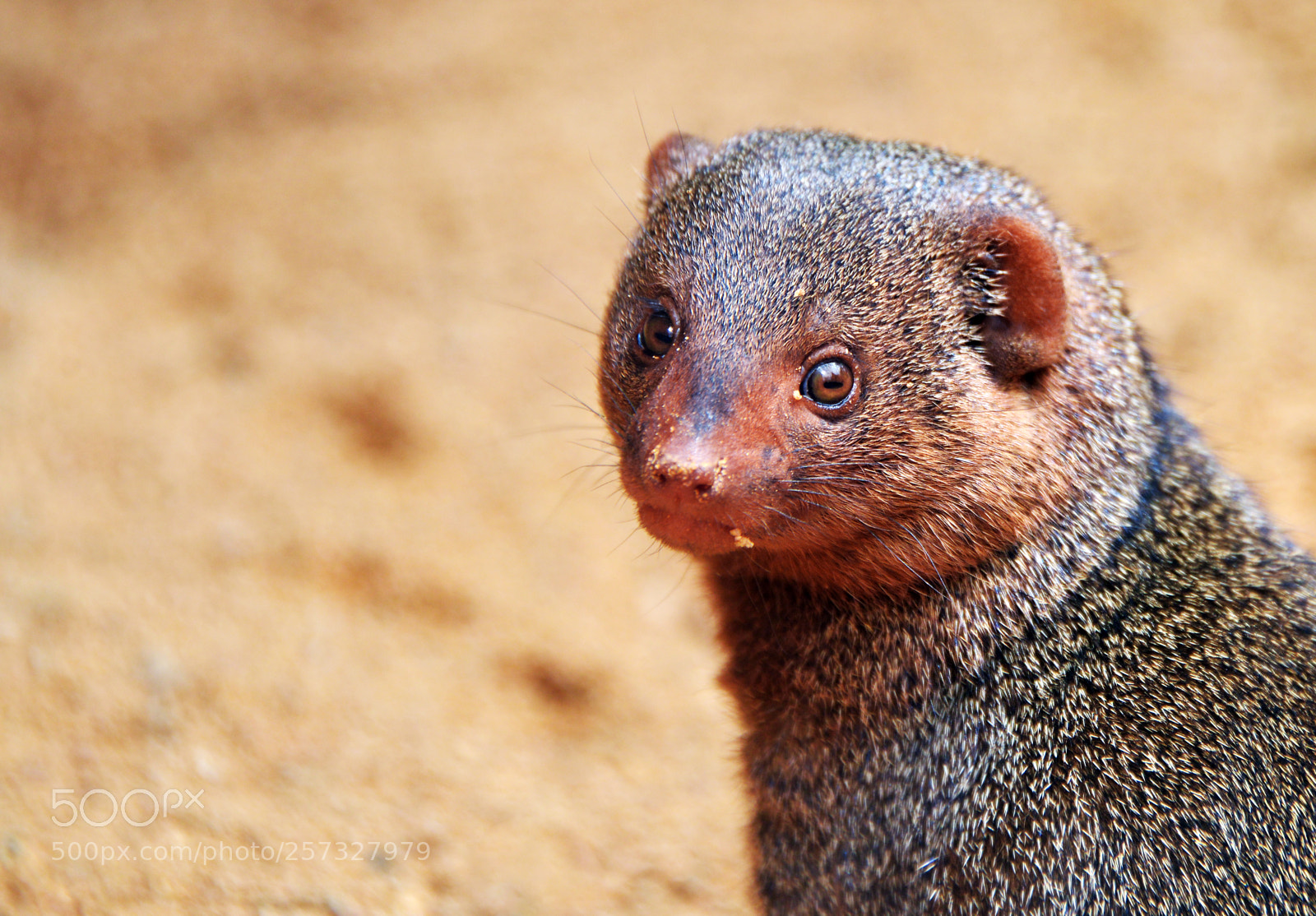 Nikon D800 sample photo. Dwarf mongoose helogale parvula photography