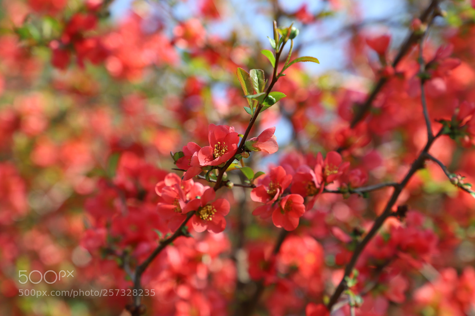 Canon EF 24-105mm F3.5-5.6 IS STM sample photo. Red cherry blossom photography