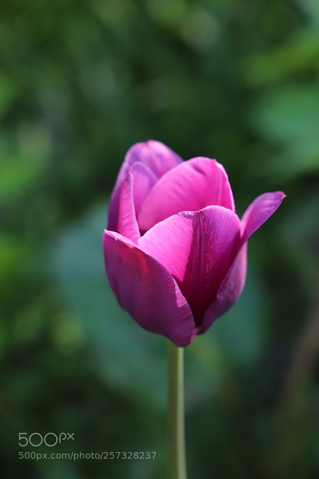 Canon EF 24-105mm F3.5-5.6 IS STM sample photo. One proud tulip photography