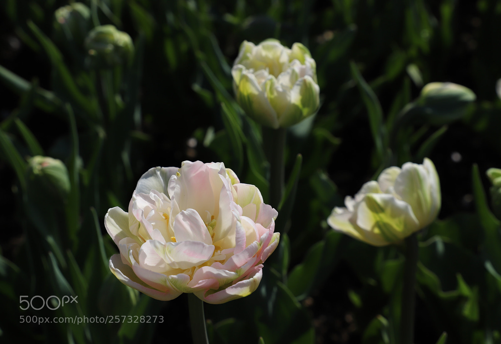 Canon EOS 6D Mark II sample photo. Feeling the nature photography
