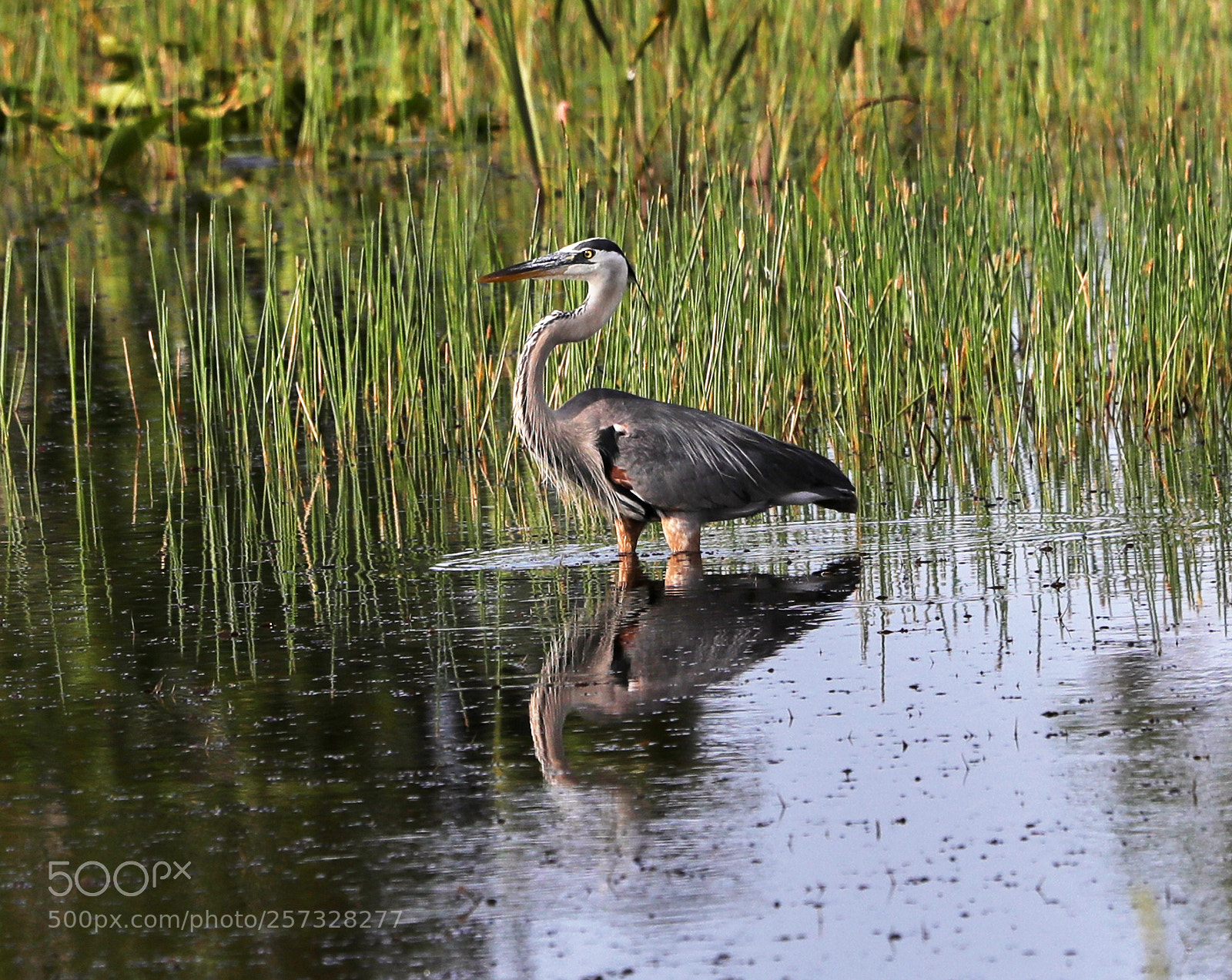 Canon EOS-1D X Mark II sample photo. 05-10-18-0016961.jpg photography