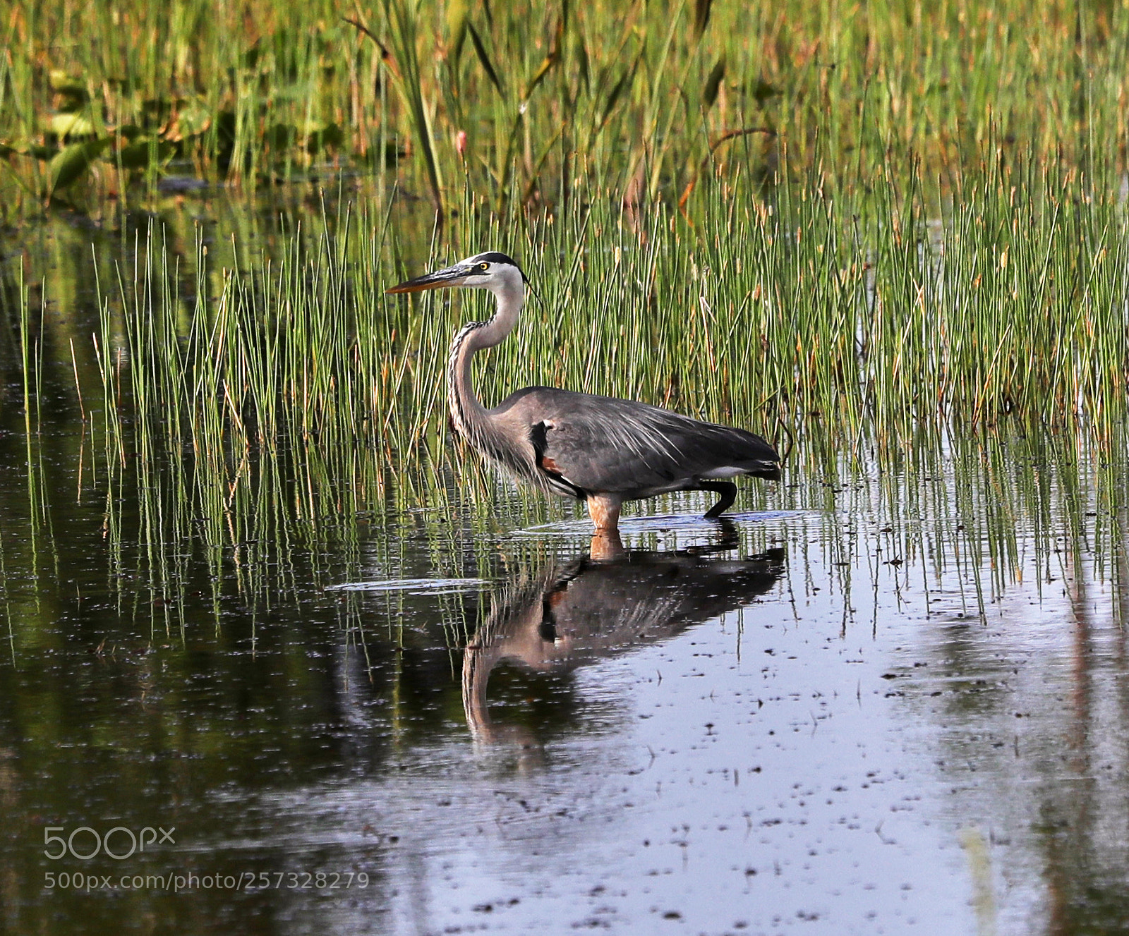 Canon EOS-1D X Mark II sample photo. 05-10-18-0016962.jpg photography