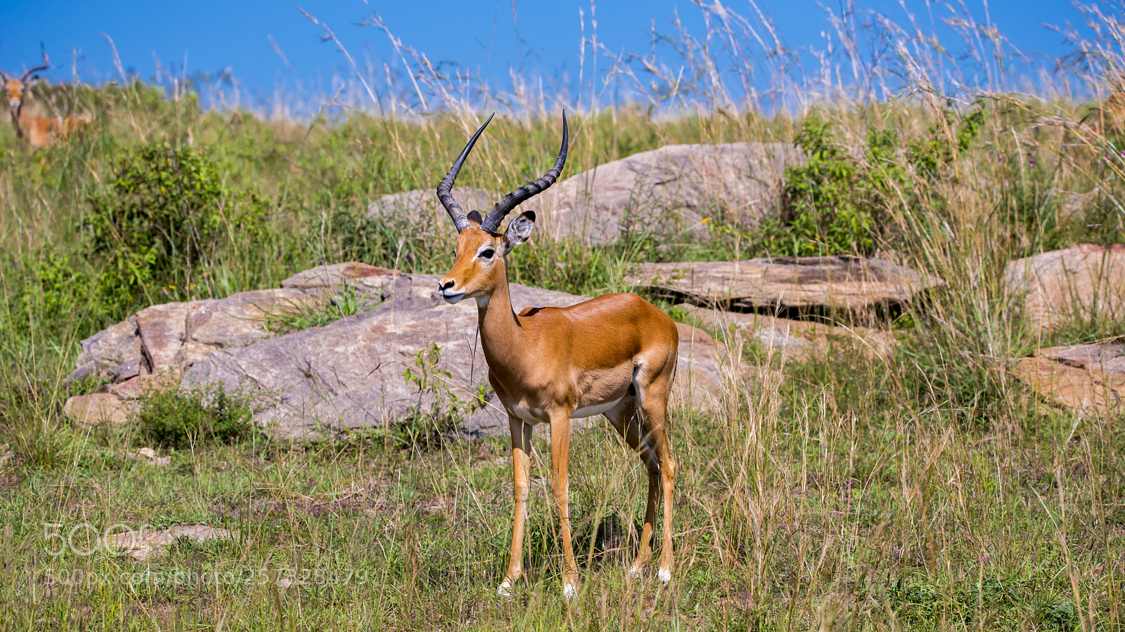 Nikon D750 sample photo. Deer.... photography