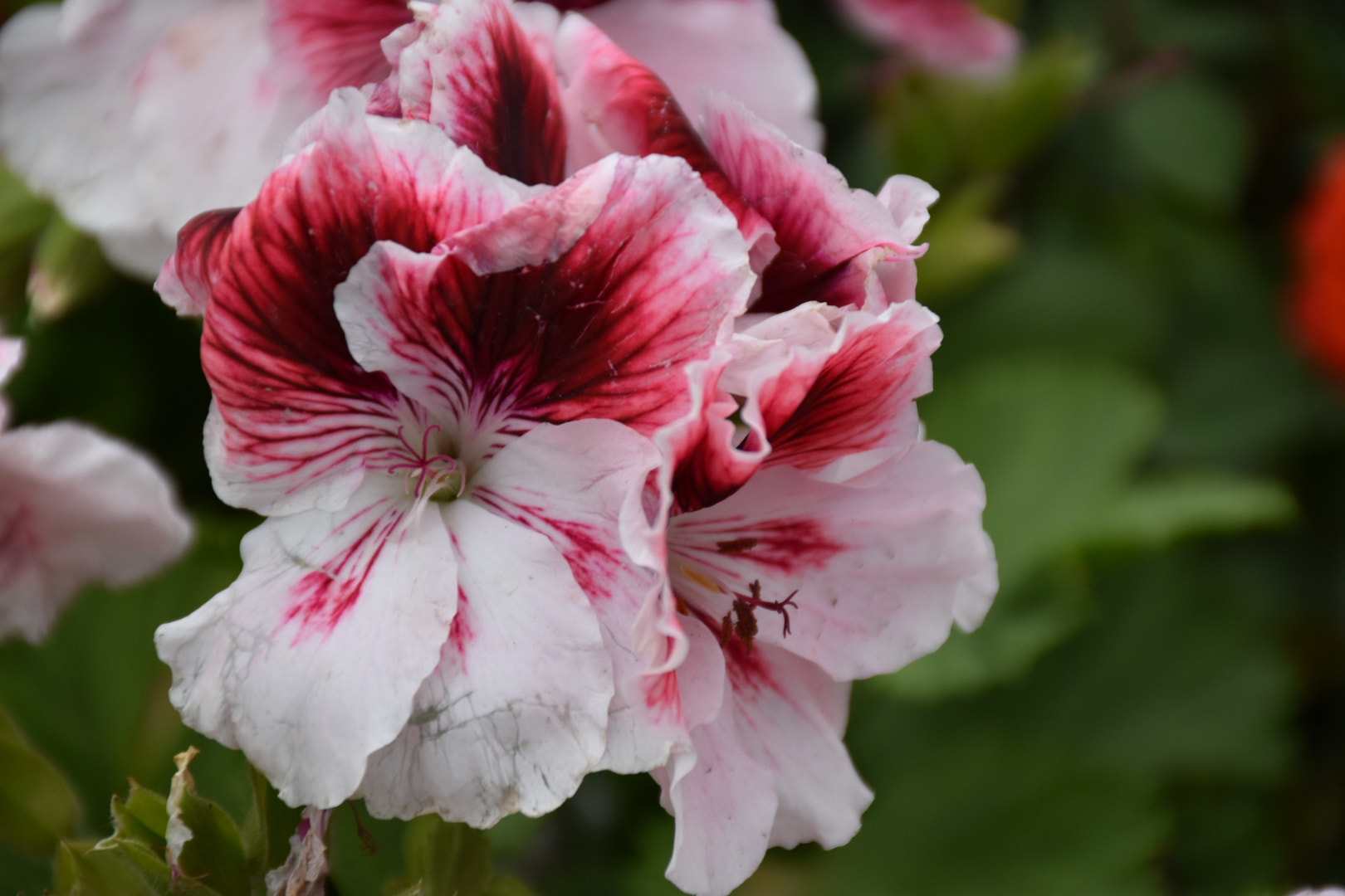 Nikon D5500 sample photo