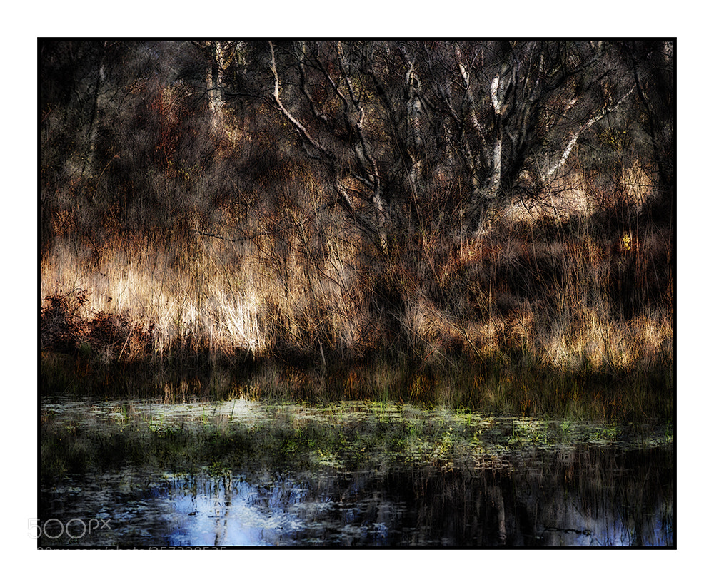 Nikon D750 sample photo. Dreamwood photography