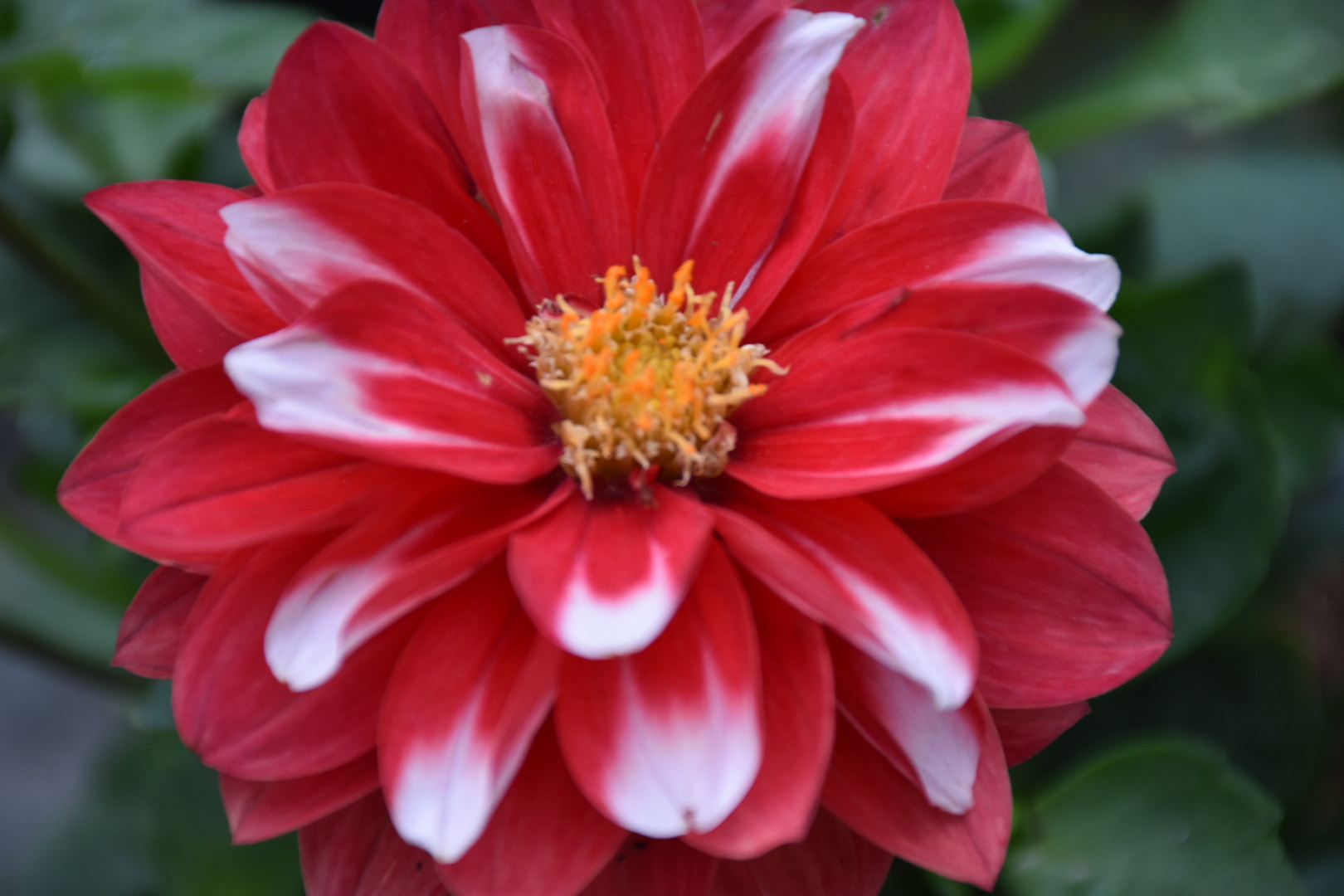 Nikon D5500 sample photo