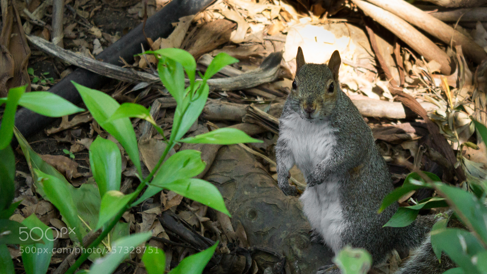 Canon EOS 1200D (EOS Rebel T5 / EOS Kiss X70 / EOS Hi) sample photo. Squirrel photography