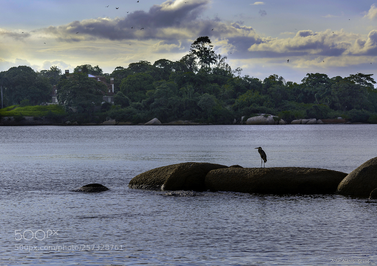 Nikon D5200 sample photo. The solitary soc striated photography