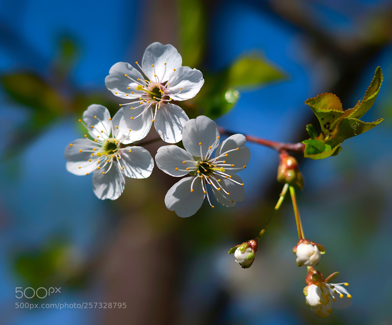 Leica SL (Typ 601) sample photo. Cherry blossoms photography