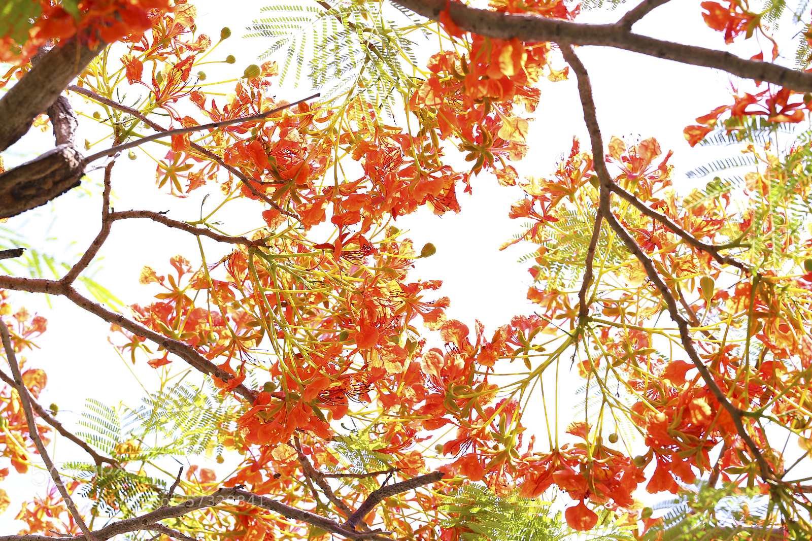 Canon EOS 6D sample photo. 鳳凰花 photography