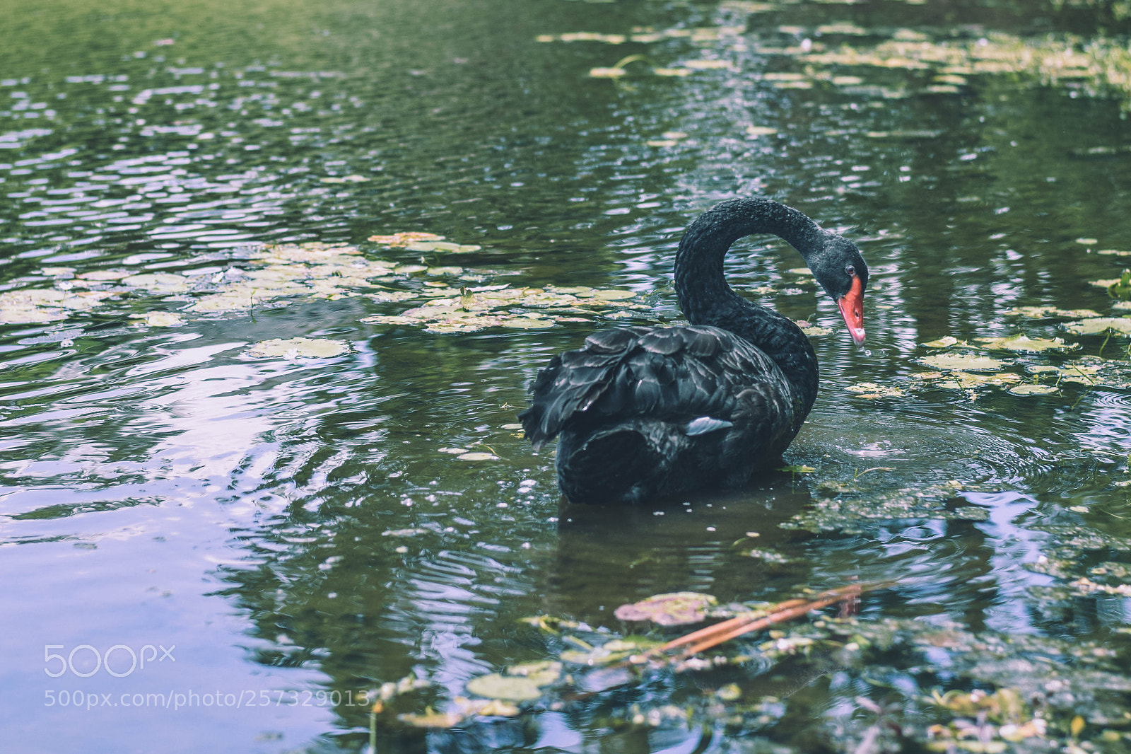 Nikon D3300 sample photo. Dsc photography