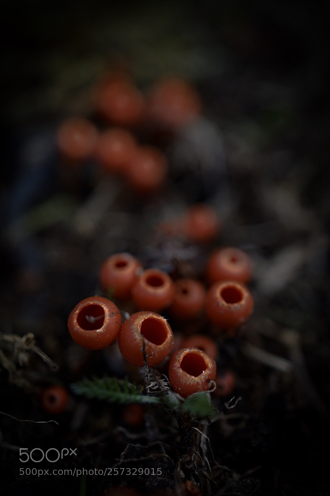 Sony a7 II sample photo. In the realm of photography