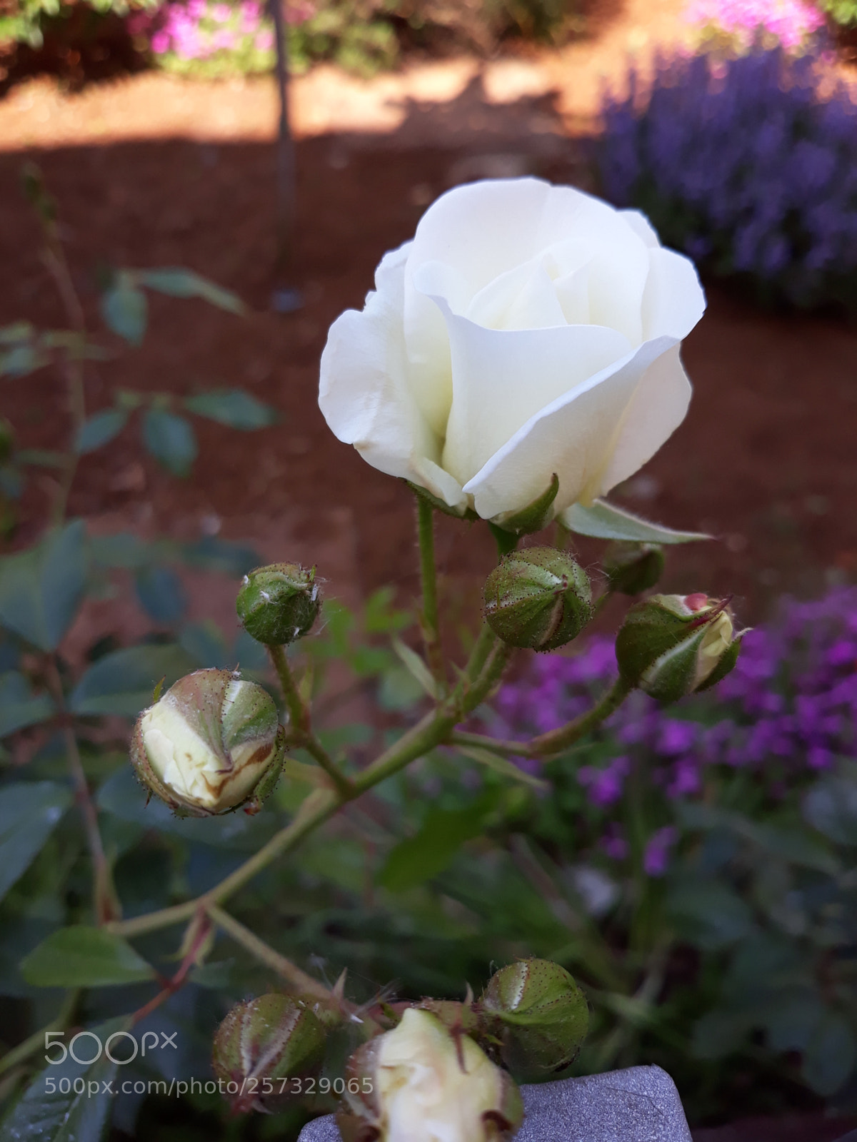 Samsung Galaxy J7 sample photo. Untitled photography