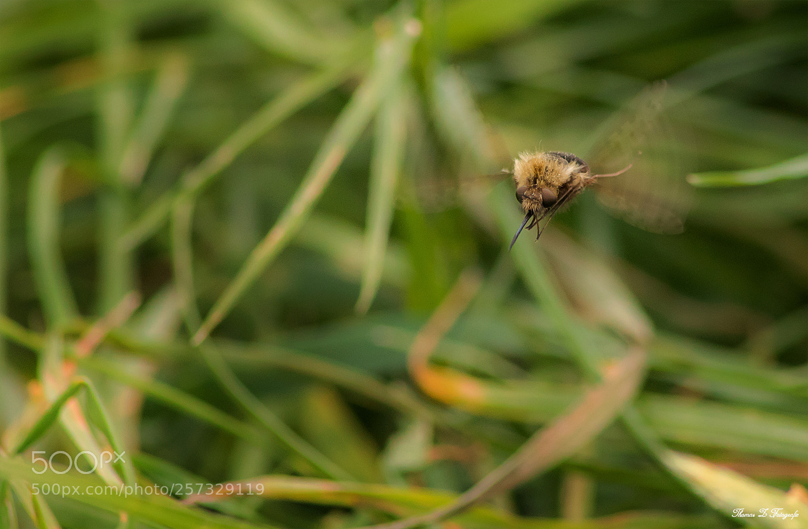 Canon EOS 750D (EOS Rebel T6i / EOS Kiss X8i) sample photo. Wollschweber photography