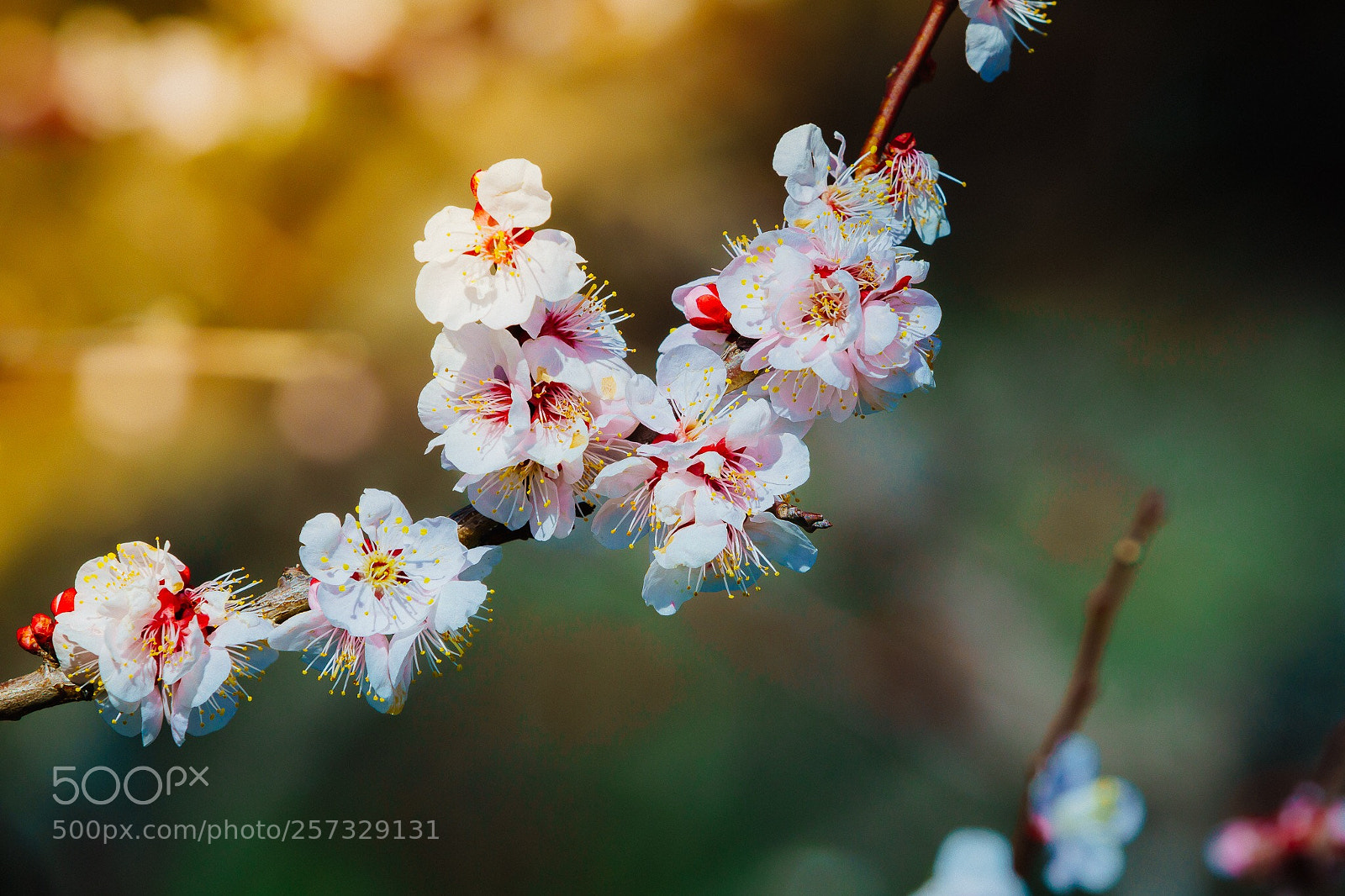 Sony a6000 sample photo. Plum blossom photography