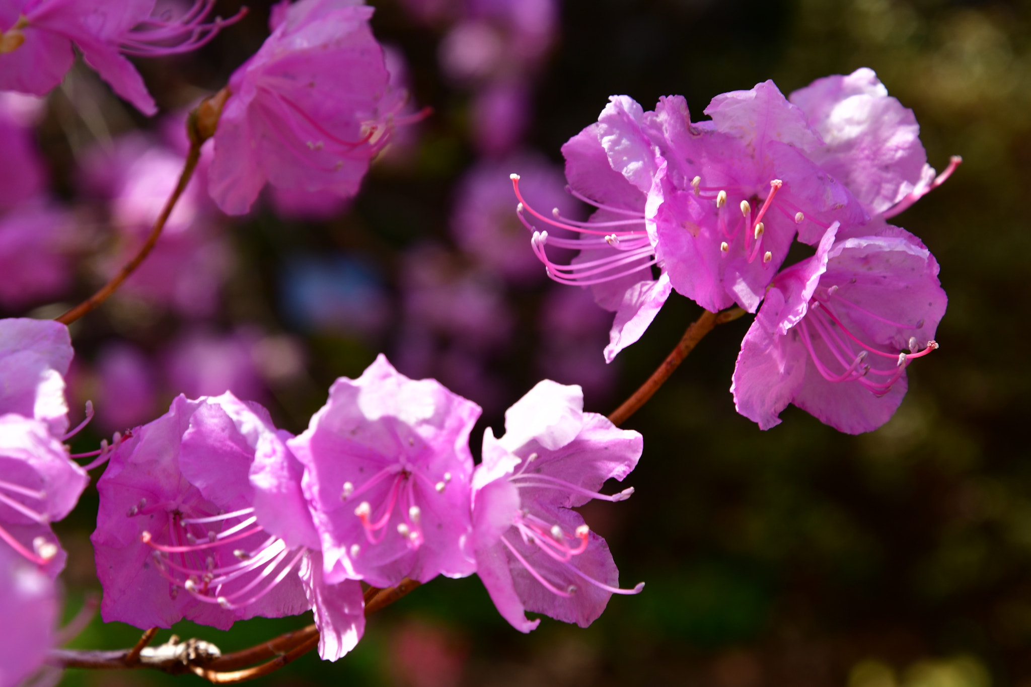 Nikon D7500 sample photo. Flower season  photography