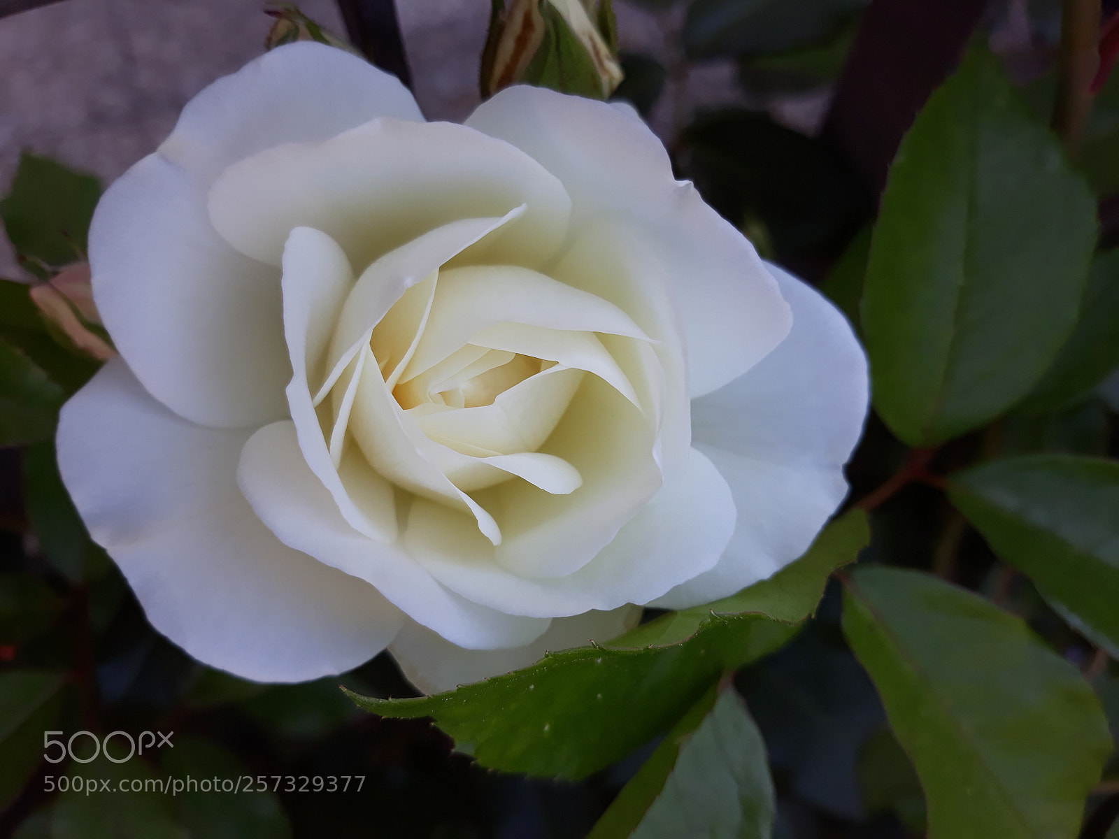 Samsung Galaxy J7 sample photo. Untitled photography