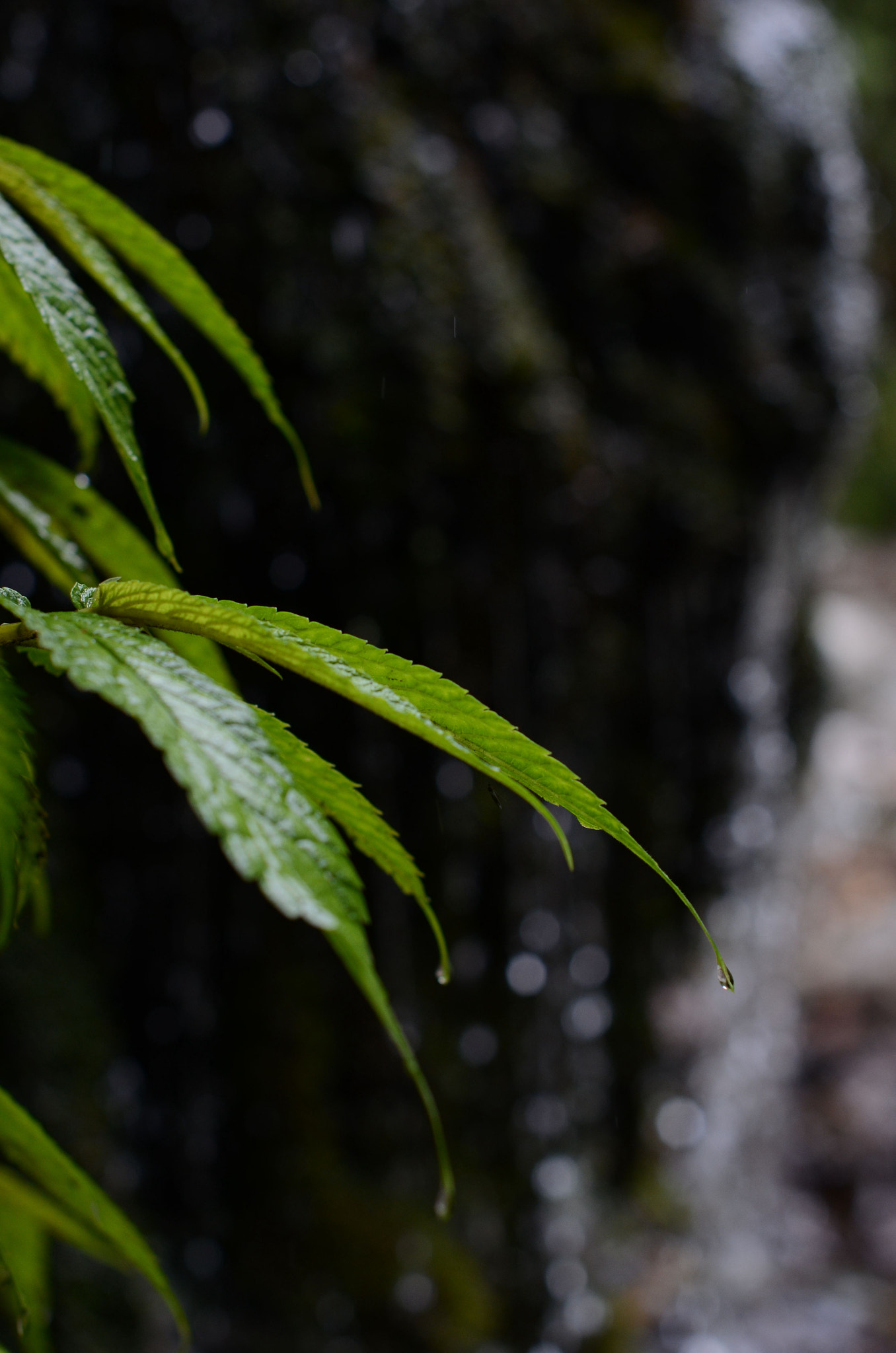 Nikon D7000 + Nikon AF-S Nikkor 50mm F1.4G sample photo. 飘坠 photography