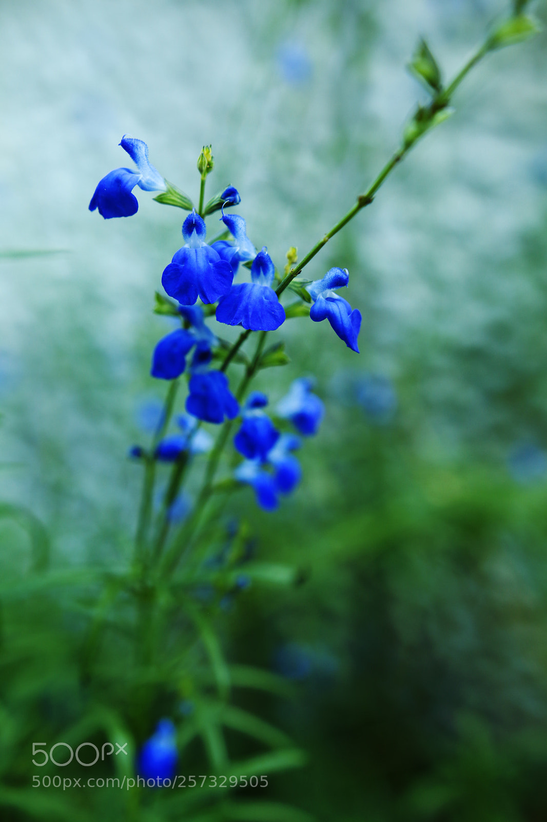 Canon EOS 70D sample photo. Blue flower photography