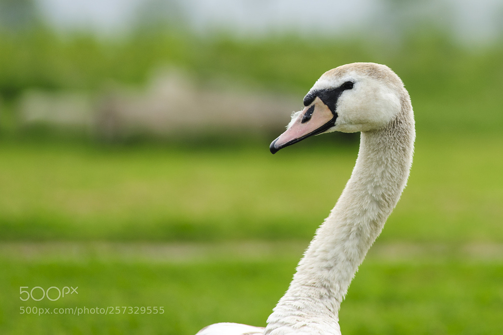 Nikon D3 sample photo. Jong mute swan photography