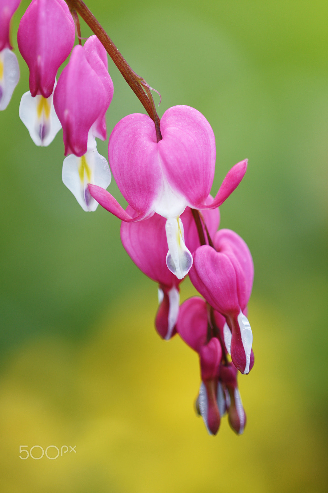 Nikon AF Micro-Nikkor 200mm F4D ED-IF sample photo. Bleeding heart photography