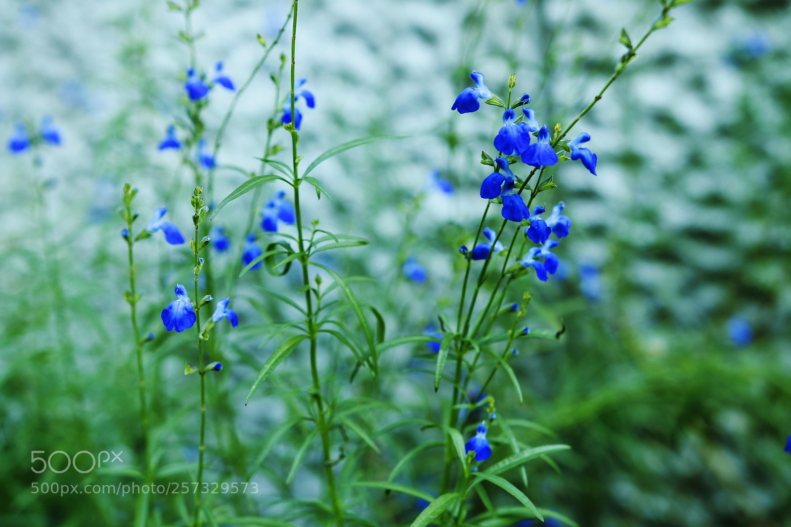 Canon EOS 70D sample photo. Blue flower photography