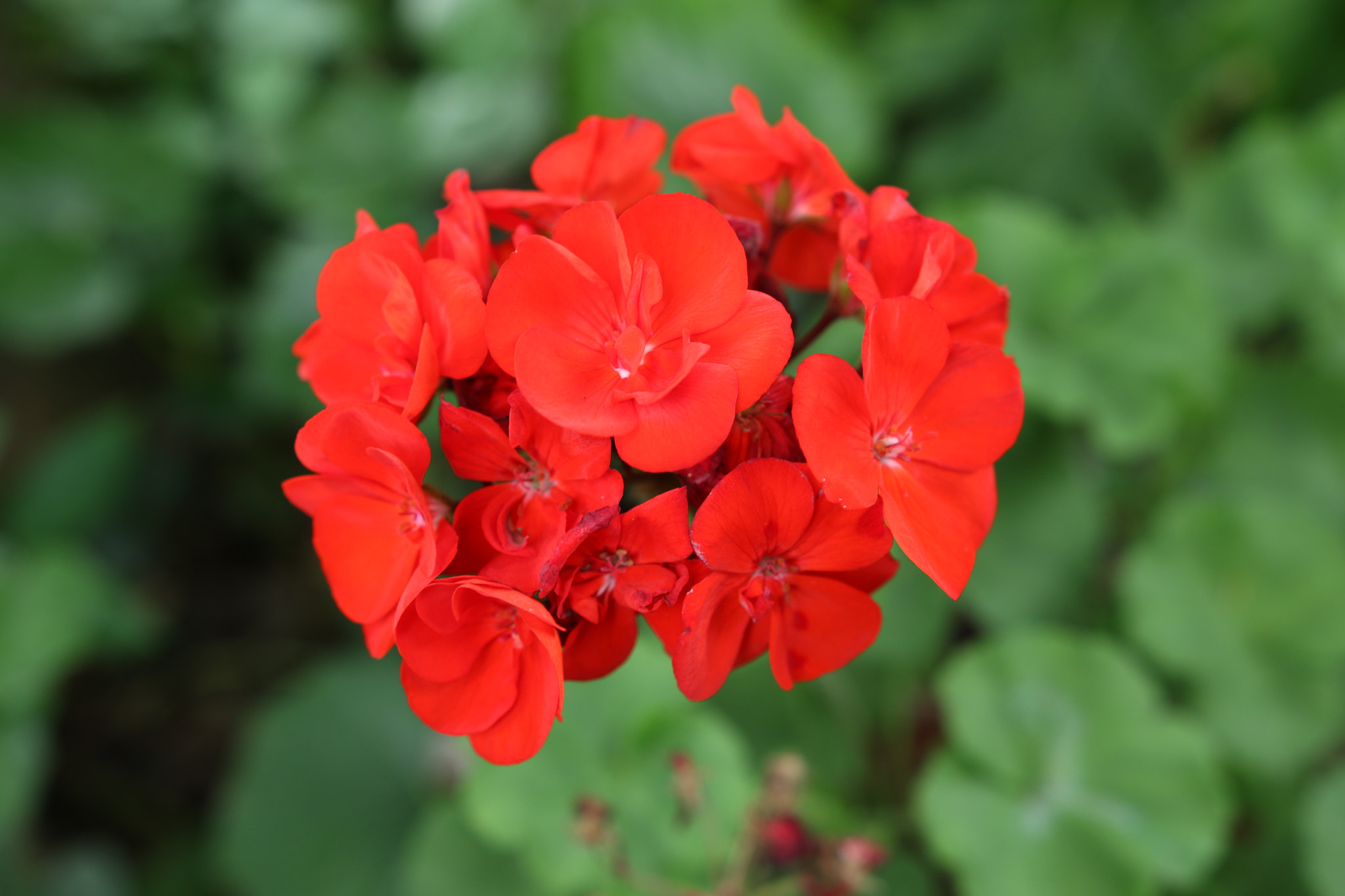 Canon EOS 70D + Sigma 18-35mm f/1.8 DC HSM sample photo. Red flower photography