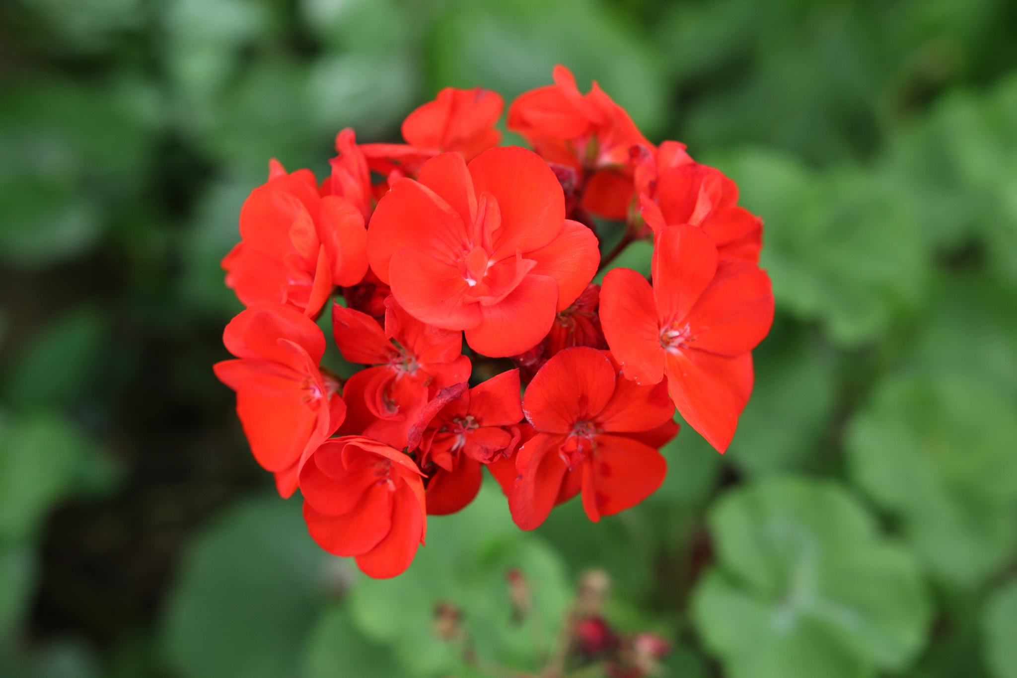 Sigma 18-35mm f/1.8 DC HSM sample photo. Red flower photography