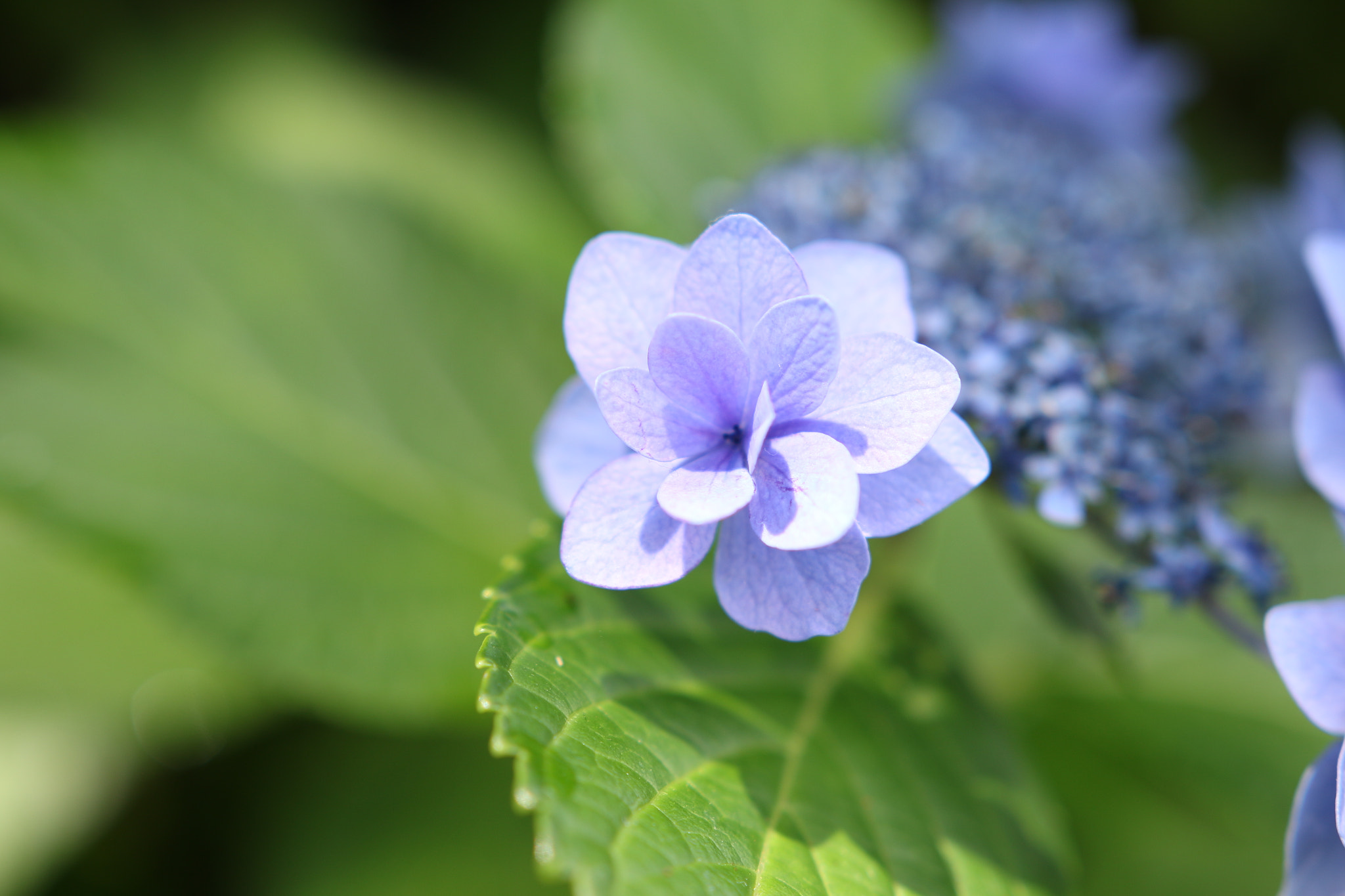 Canon EOS 70D sample photo. Hydrangea（あじさい） photography