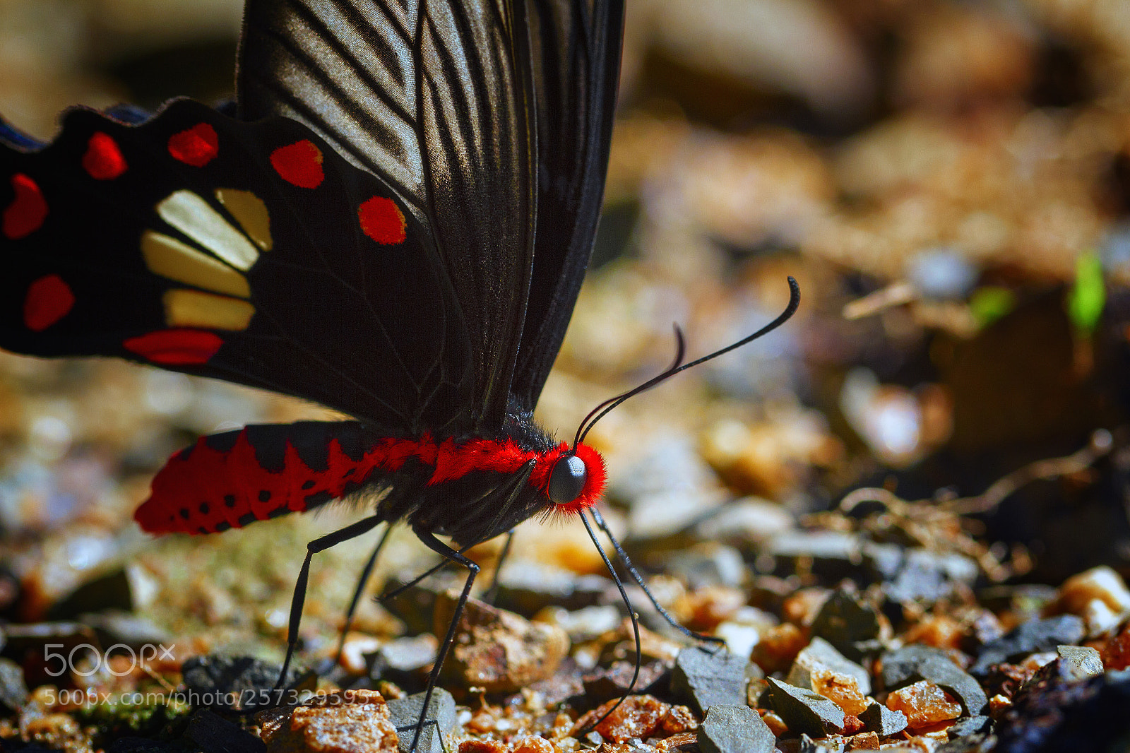 Canon EOS 7D sample photo. Butterfly photography