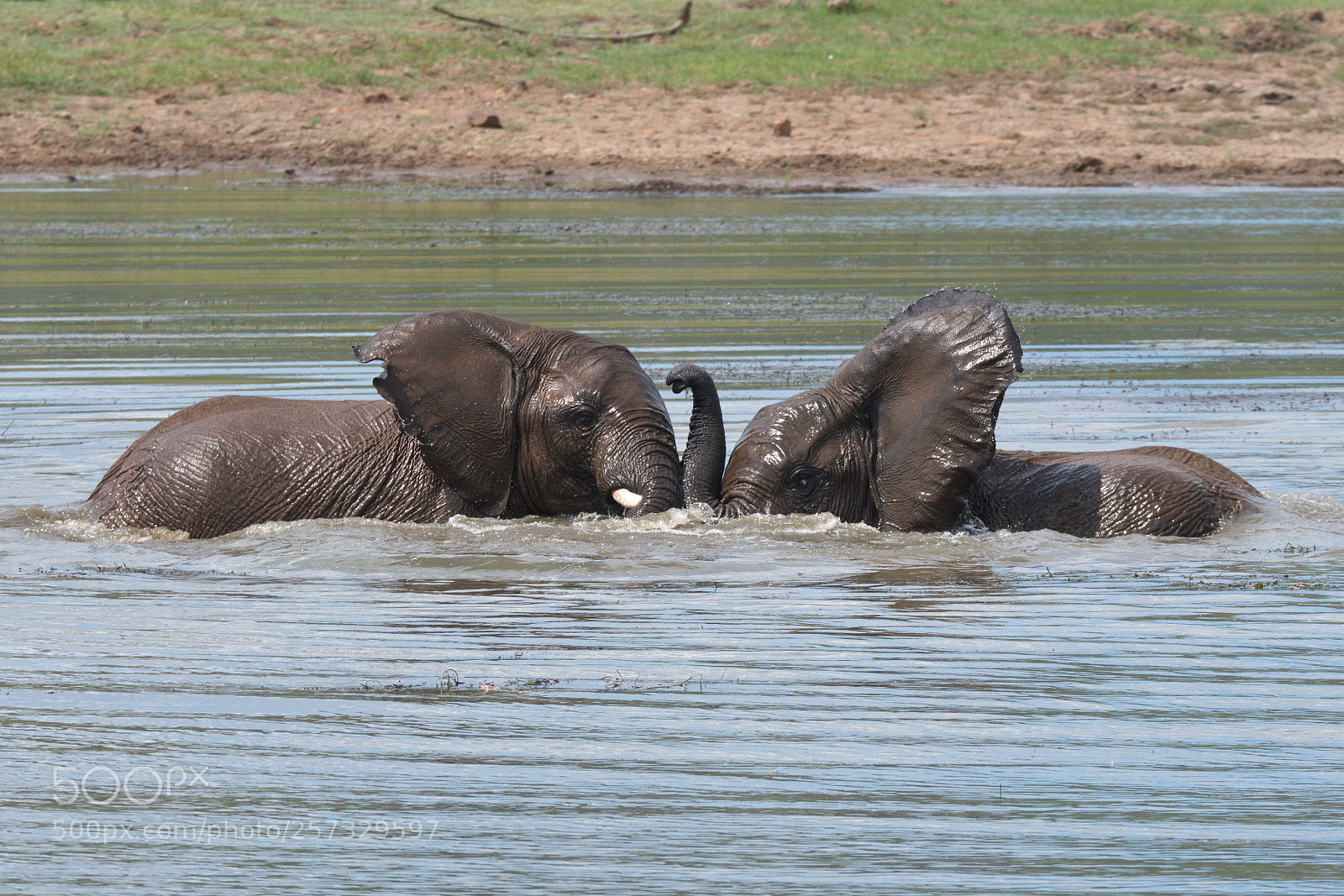 Nikon D500 sample photo. Elephant buddies in the photography