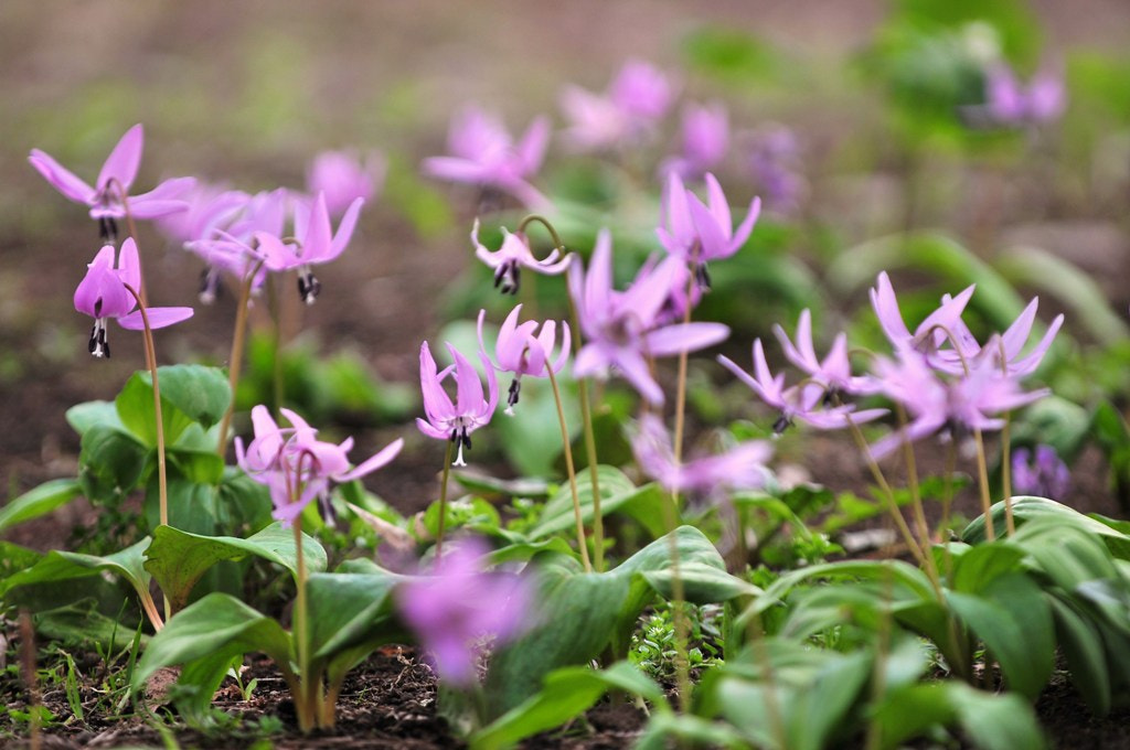 Nikon D300 sample photo. いつかの恋人たち photography