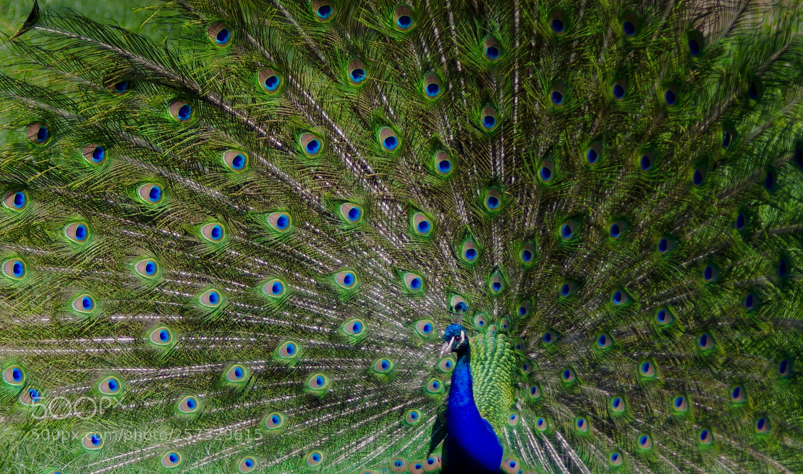 Pentax K-1 sample photo. Blue photography