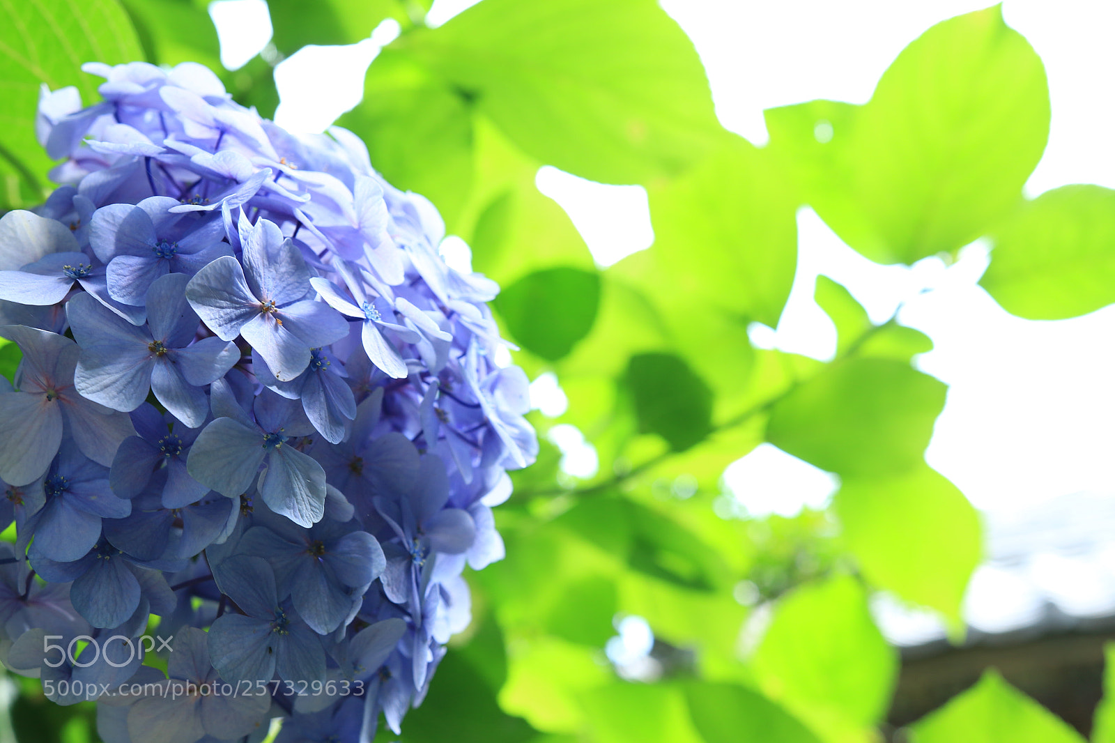 Canon EOS 70D sample photo. Hydrangea（あじさい） photography