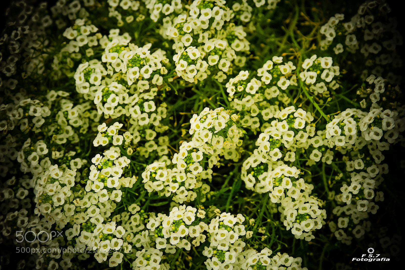 Canon EOS 7D sample photo. Flores de alhambra 10 photography