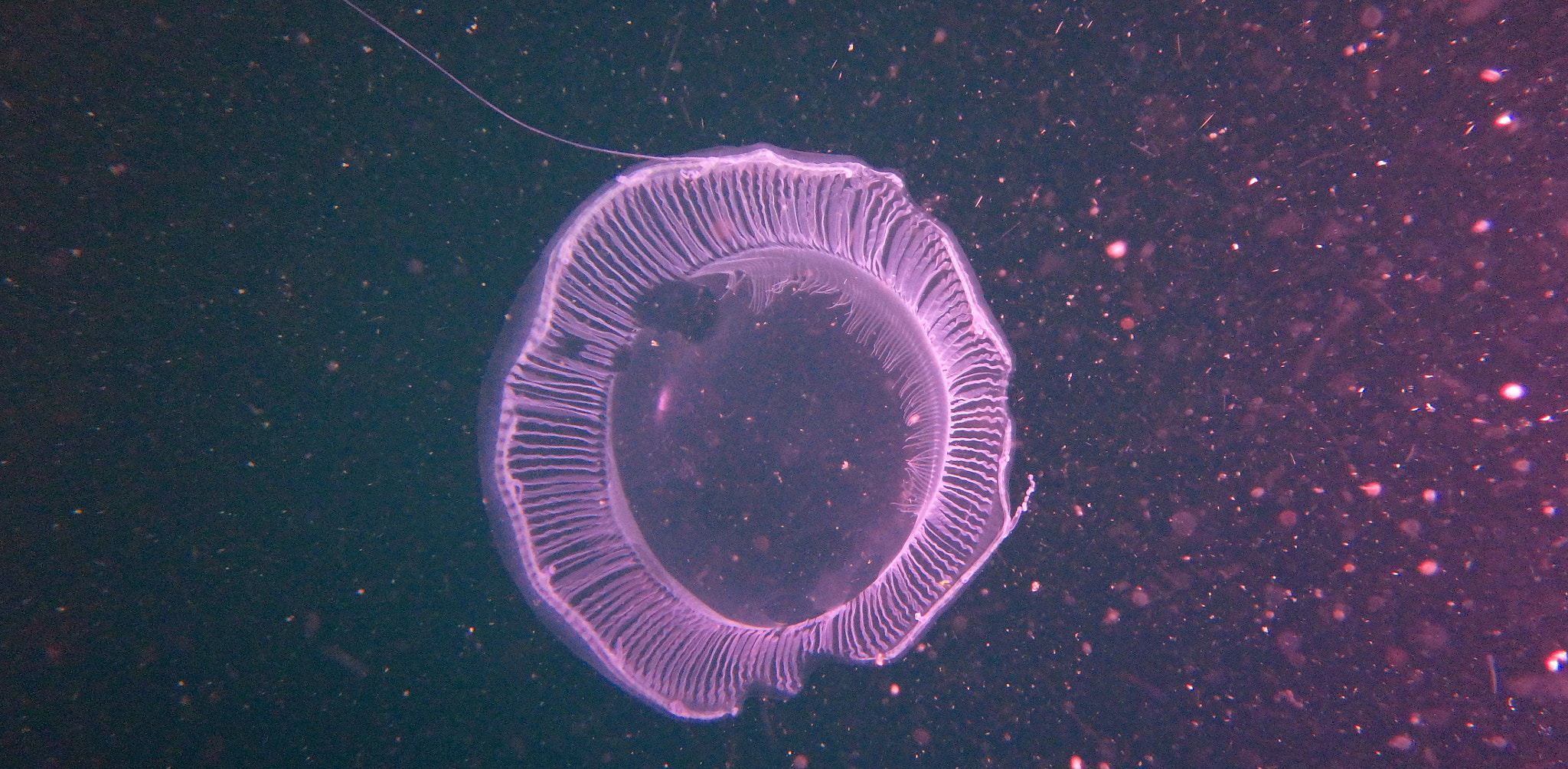 Olympus TG-870 sample photo. Jellyfish#2 photography
