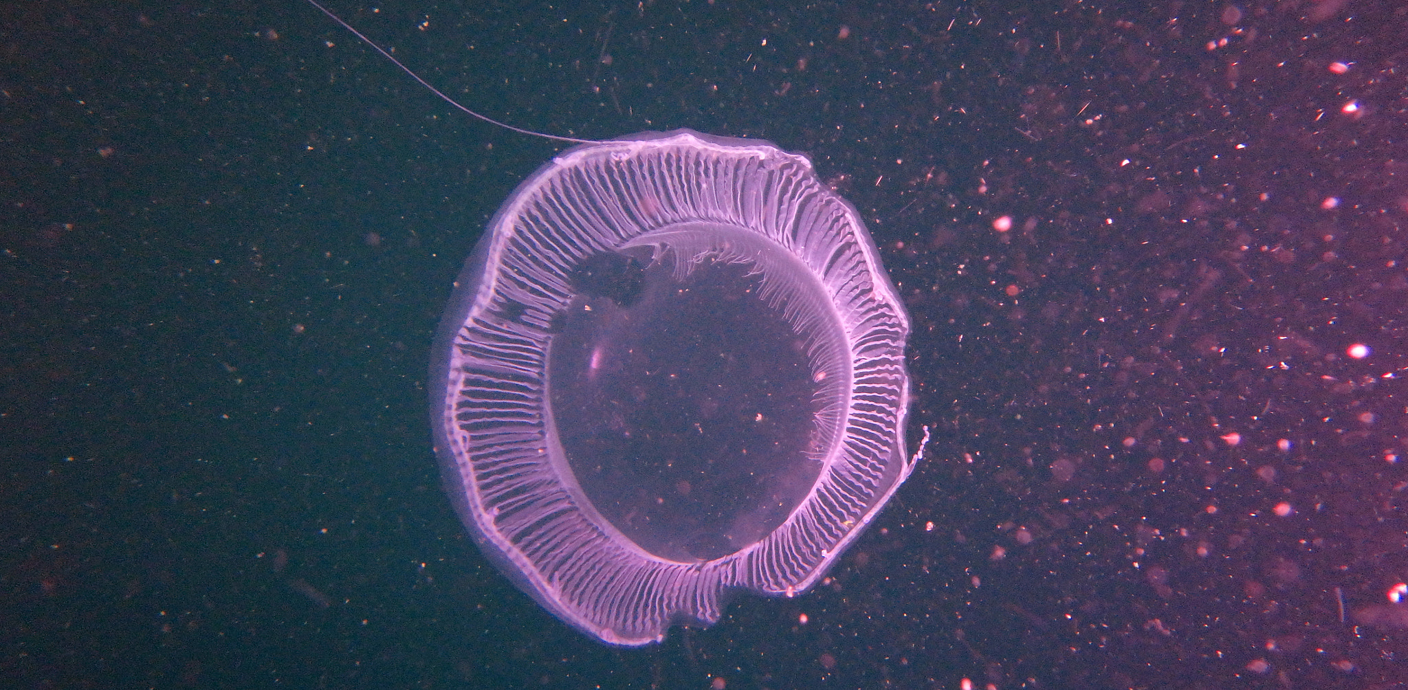 Olympus TG-870 sample photo. Jellyfish#2 photography