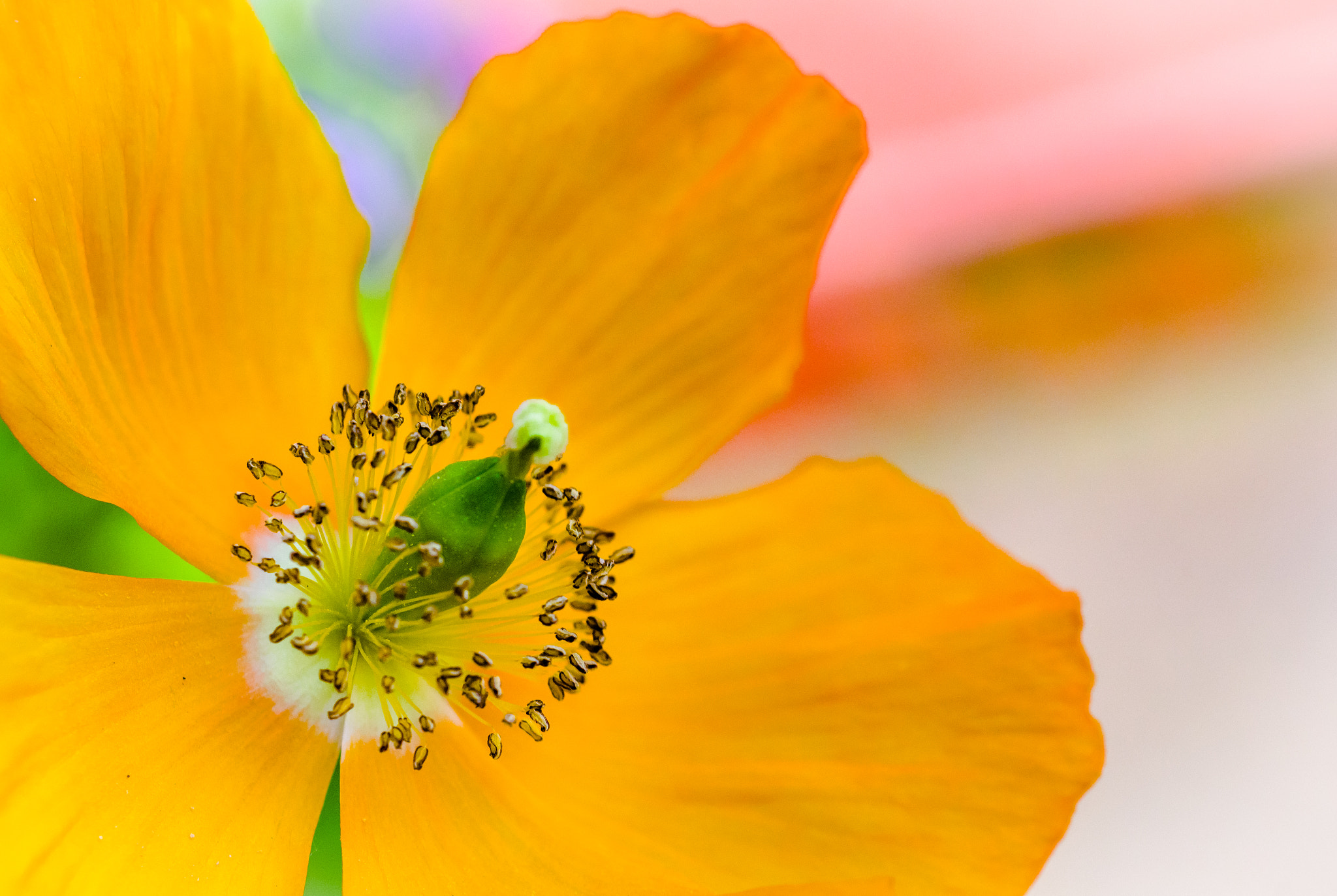 Pentax K-1 Mark II sample photo. Flower photography