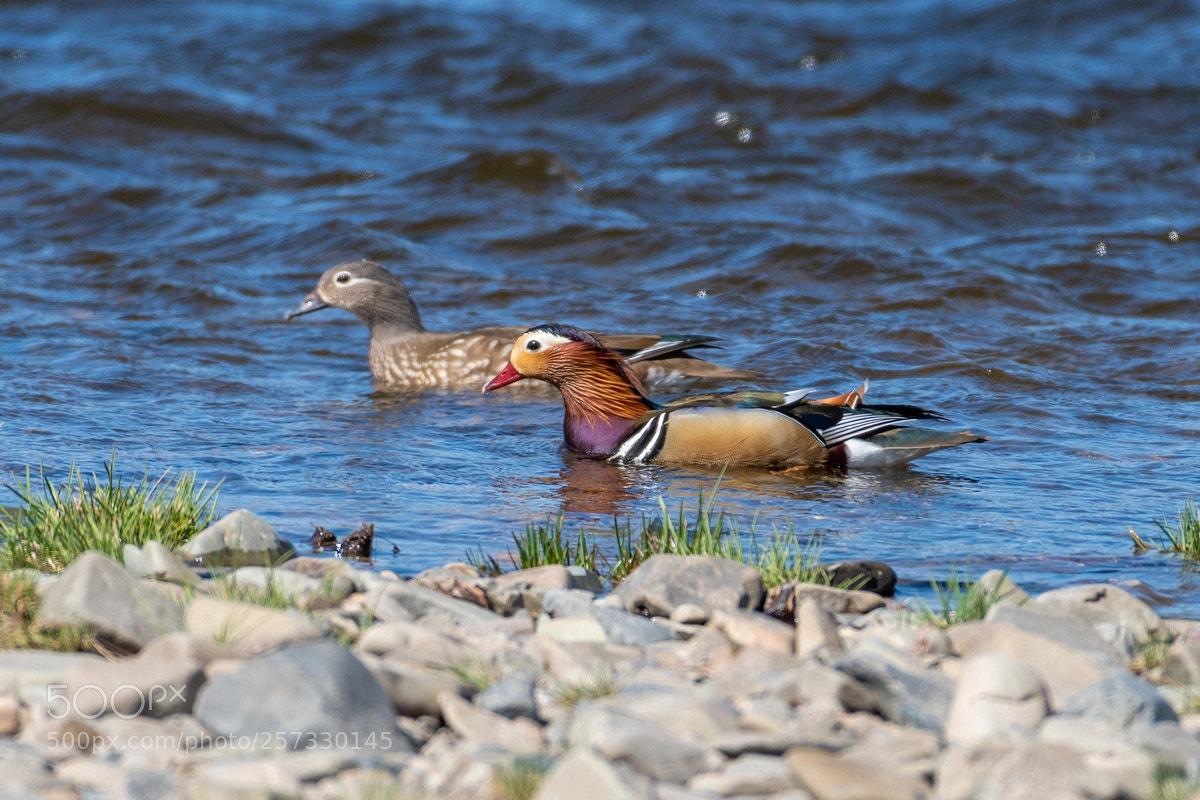Nikon D500 sample photo. Mandarin duck photography