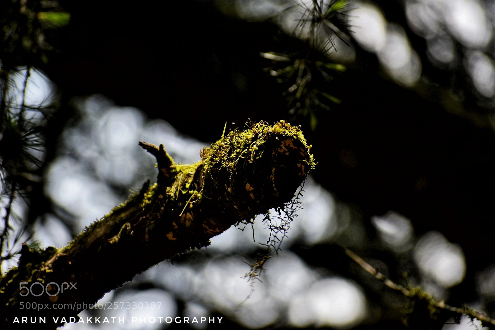 Nikon D3400 sample photo. Seeking attention photography
